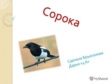 Сорок очень