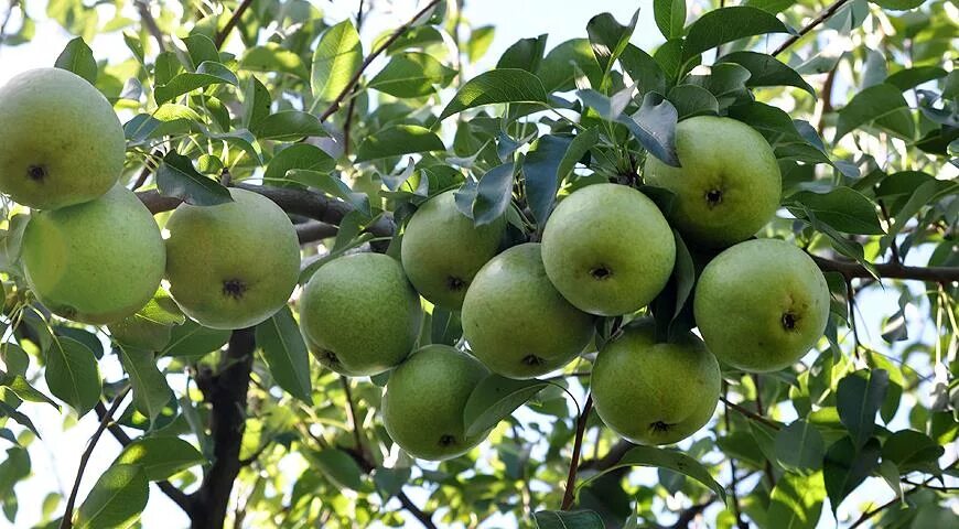 Осенняя яковлева описание сорта. Груша сорт осенняя Яковлева. Груша Чижовская. Память Яковлева груша Чижовская. Груша Паршина.