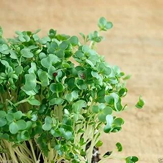 Variety plants