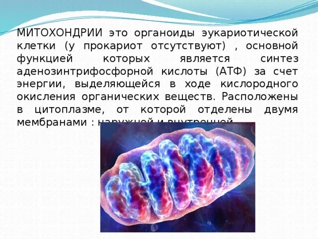 Митохондрия двумембранный органоид. Митохондрии структуры органоида функции.