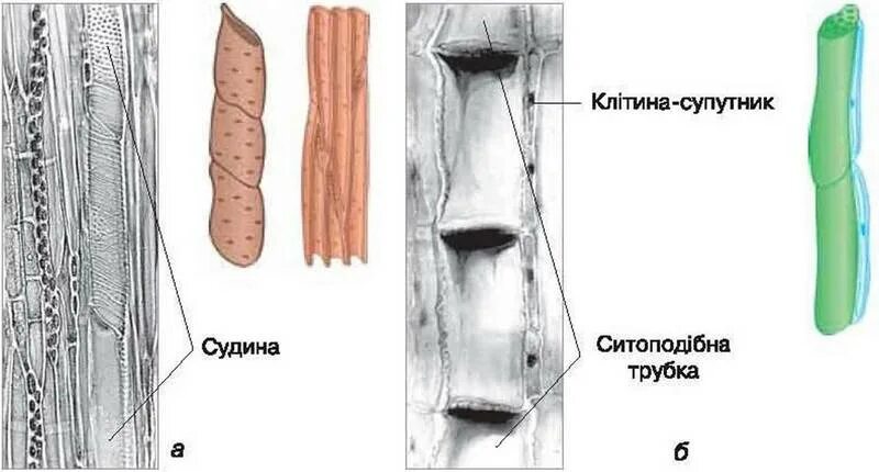 Ситовидные трубки флоэмы растений. Продольный срез флоэмы. Ситовидные трубки продольный срез. Ситовидные трубки микроскопия. Клетки спутницы флоэмы