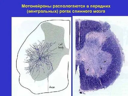Мотонейроны спинного мозга