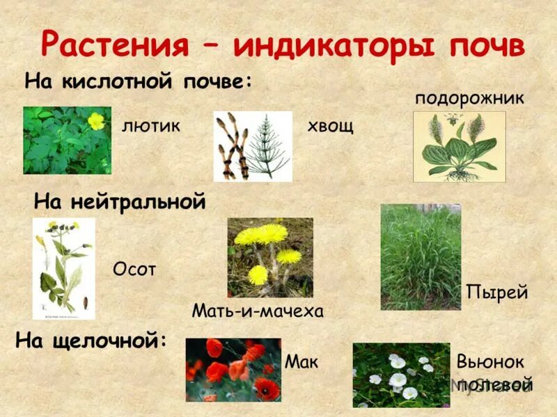Как растения используют кислоту. Растения индикаторы кислотности грунта. травы индикаторы кислотности почвы. растения индикаторы кислотности почвы щелочной. индикаторы кислотности почв примеры растений.