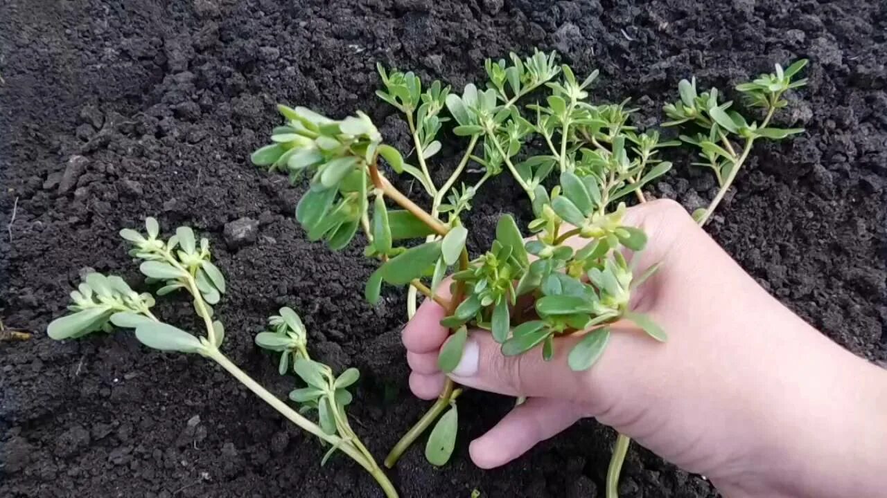 Портулак уход в открытом грунте. Портулак огородный рассада. портулак огородный всходы. портулак огородный светлячок. портулак черенки.