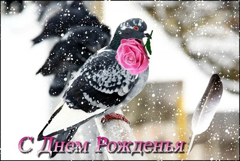 С днём рождения женщинезимой. Зимние открытки с днем рождения. Зимнее поздравление с днем рождения женщине. С днем рождения стильно зима. С днём рождения зимние.