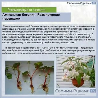 Бегония можно укоренить