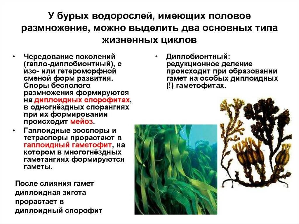 Общие признаки бурых водорослей. Бесполое размножение бурых водорослей. Размножение бурых водорослей жизненный цикл. Способы размножения бурых водорослей. Жизненный цикл водоросли ламинарии.