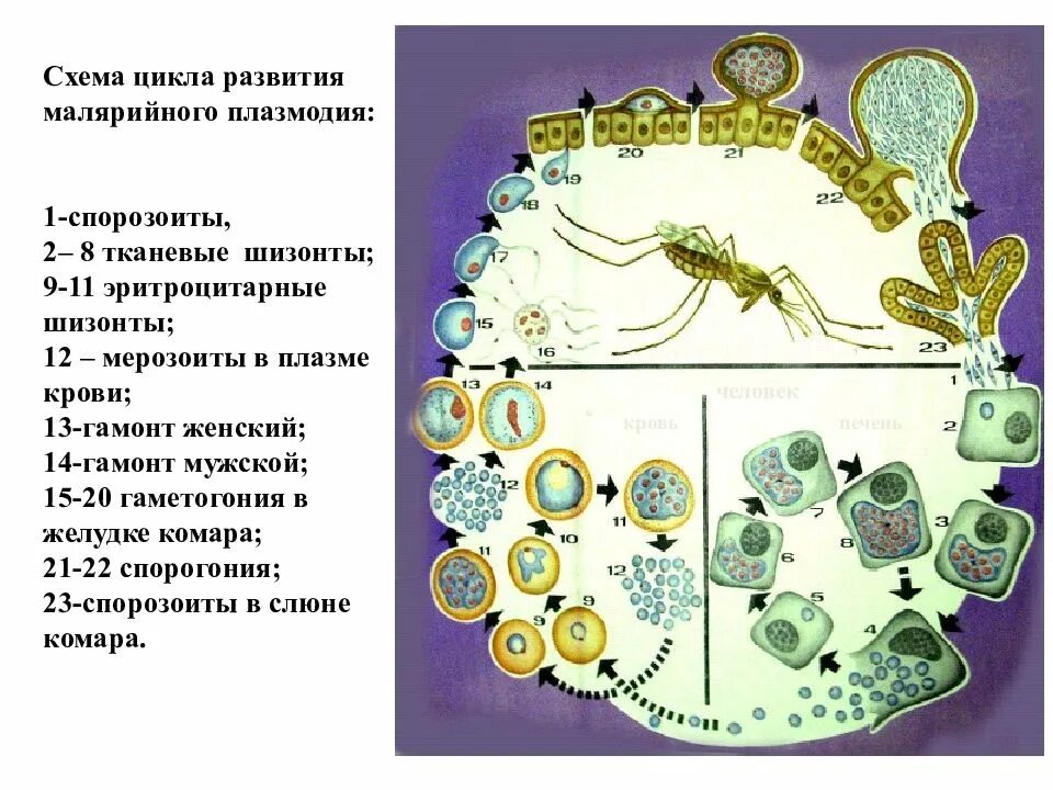 Малярийный плазмодий в кишечнике. Стадии жизненного цикла малярийного плазмодия. Жизненный цикл малярийного плазмодия схема. Цикл малярийного плазмодия схема. Цикл развития малярийного плазмодия.
