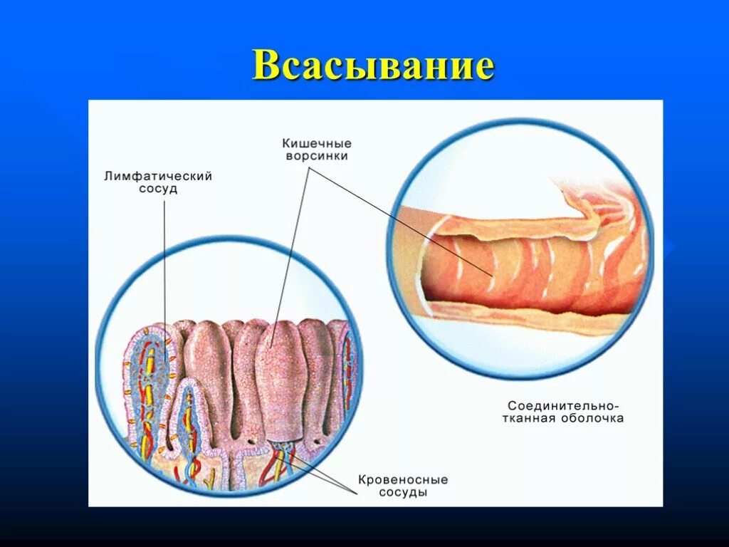 В ворсинках тонкого кишечника в кровь всасываются. Всасывание в тонком кишечнике кишечные ворсинки. Всасывание питательных веществ в тонком кишечнике. Схема всасывания питательных веществ в кишечнике. Всасывающая функция тонкого кишечника.