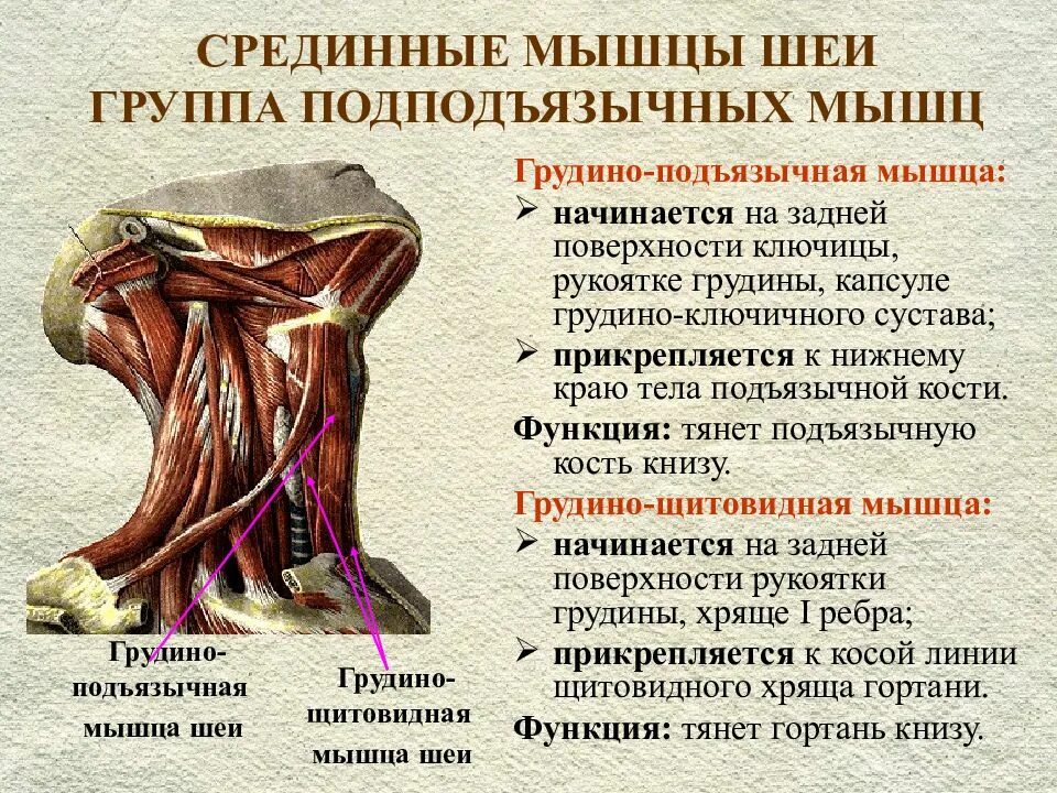 Изменения срединные структуры