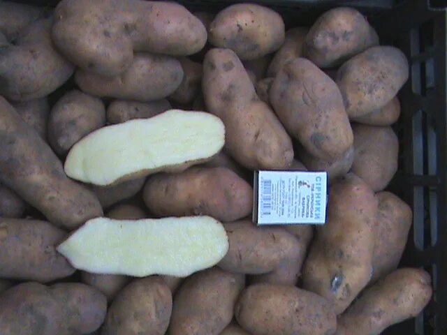 Картофель мираж описание сорта. Сорт картофеля Кубинка.