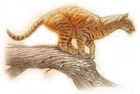 Предки кошек