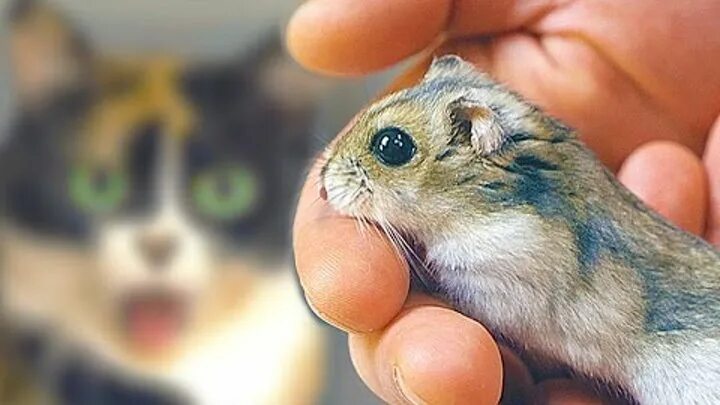 Хомяк степа сливки шоу. Сливки шоу куки и степа. Сливки шоу степа. Сливки шоу степа вернулся. Куки сливки шоу.