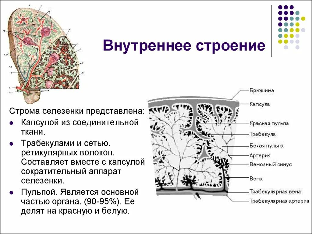 Ткань селезенки. Соединительной ткани паренхима Строма. Селезенка Строма строение. Внутреннее строение селезенки анатомия. Внутреннее строение селезенки гистология.