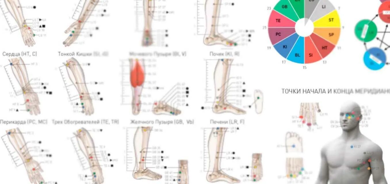 Плакат меридианов человека. Плакат меридианы и Первоэлементы (kinesiospace). Меридианы и Первоэлементы. Меридианы передней части.