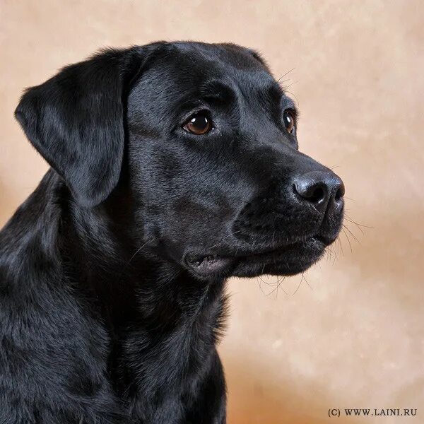 Как называется порода черной собаки. Лабрадор черный гладкошерстный. Чистокровный лабрадор черный. Гладкошерстный ретривер черный. Лабрадор короткошерстный черный.