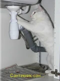 Кот сантехник