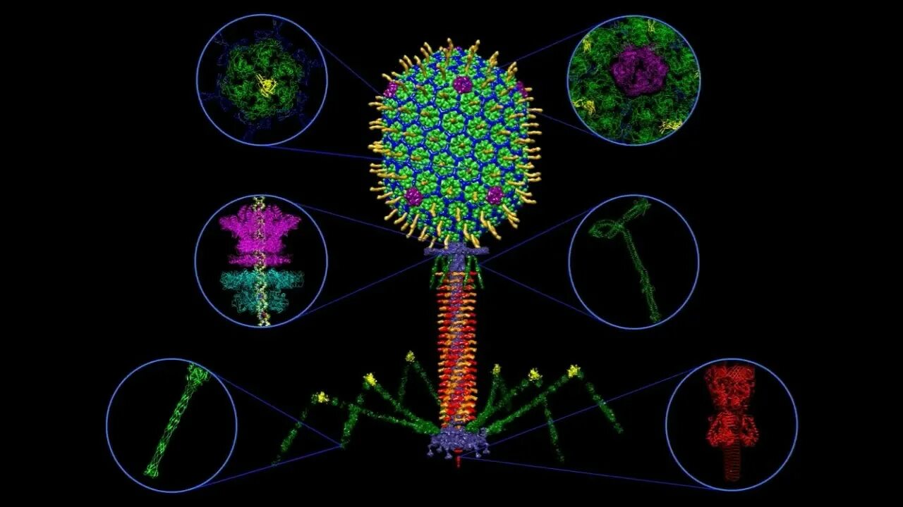 Т4 бактериофаг микроскоп. Бактериофаг т4 ферменты. ДНК бактериофага. Бактериофаг т4 геном. Наследственный аппарат вируса формы жизни бактериофаги
