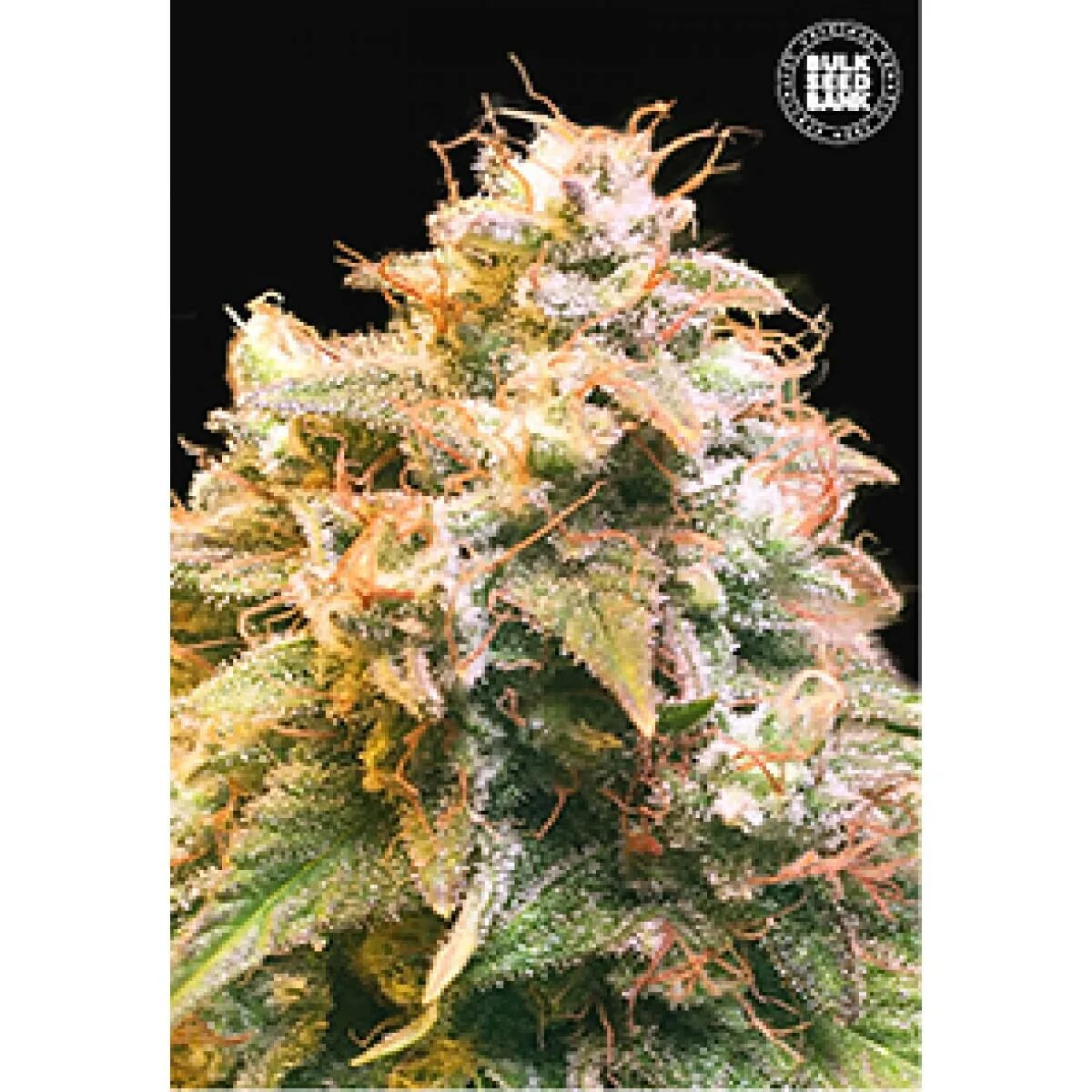 Chocolate Diesel сорт. Bulk Seed Bank. СИД банки конопли. Bulk Seed Bank доставка по Москве. Сида банк