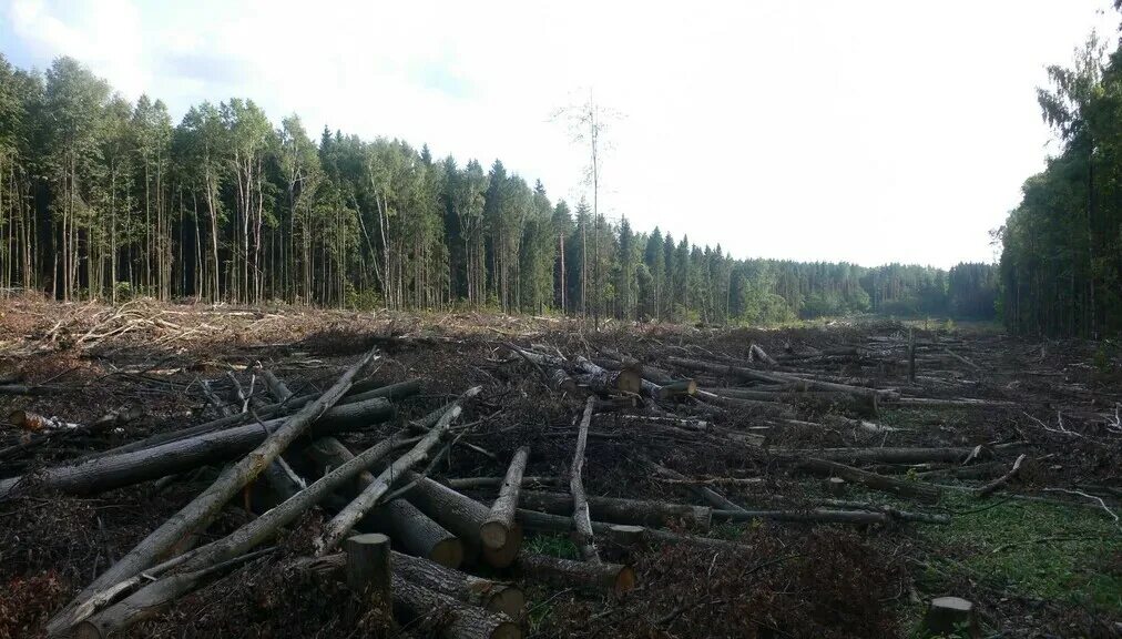 Вырубленный лес в россии. Сплошная рубка леса. Вырубка леса работа. Лесная промышленность. Санитарная вырубка леса.