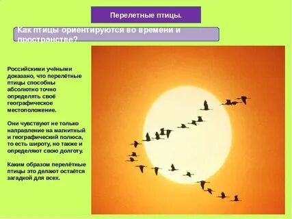 Способности птиц