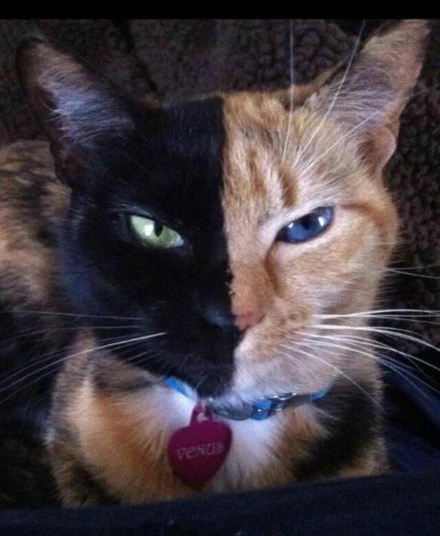 Even the cat