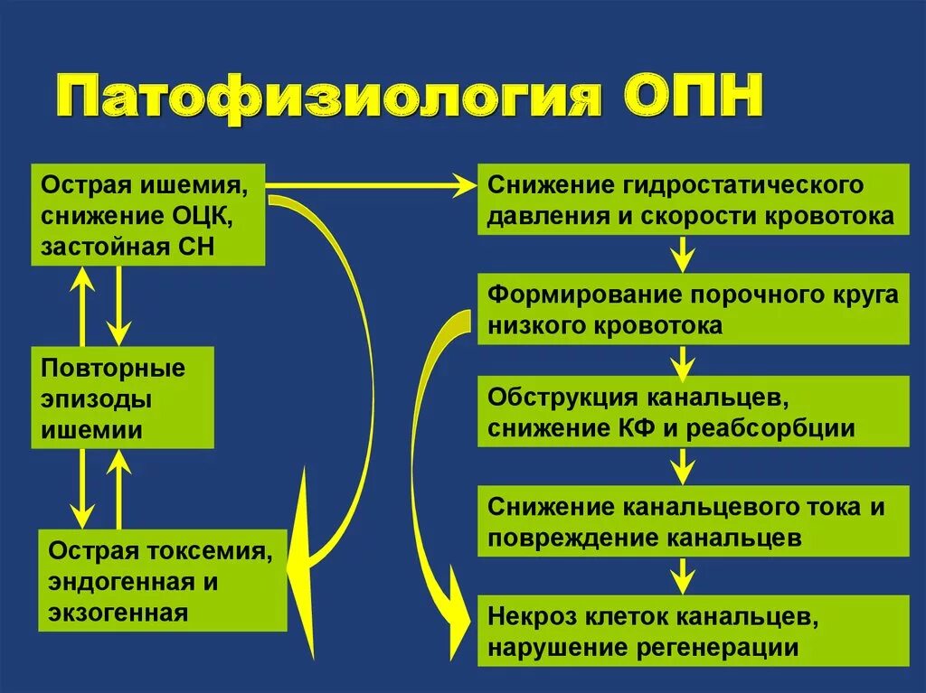 Острая почечная недостаточность патогенез. Острая почечная недостаточность патофизиология. Патогенез острой почечной недостаточности патофизиология. Острая почечная недостаточность этиология. Патогенез почки