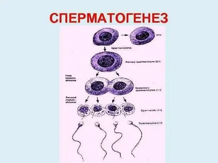 Сперматоцита ii порядка