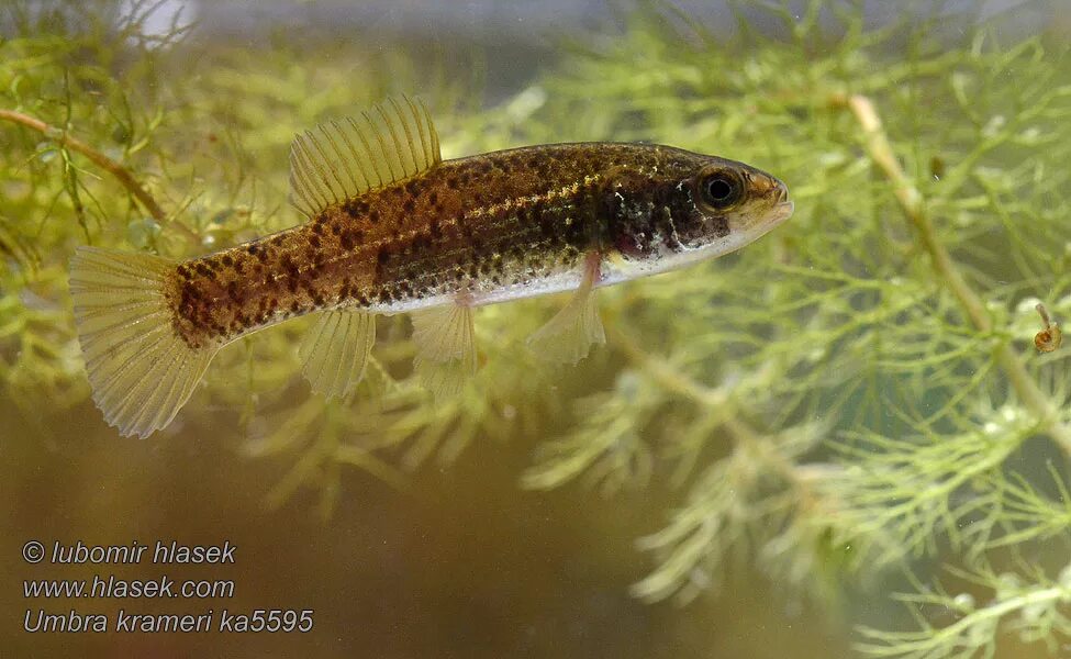 новумбра. даллия рыба. евдошка в 2024 году. декабрь 2024. новумбра рыба.