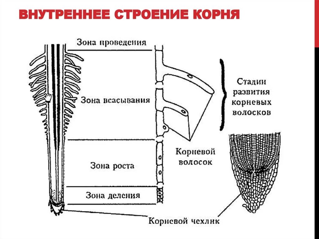 Название частей корня. Зоны корня корневой чехлик и корневые волоски. Зоны корня схема. Внутренне строение корня зона всасывания. Внутреннее строение корня зоны рисунок.