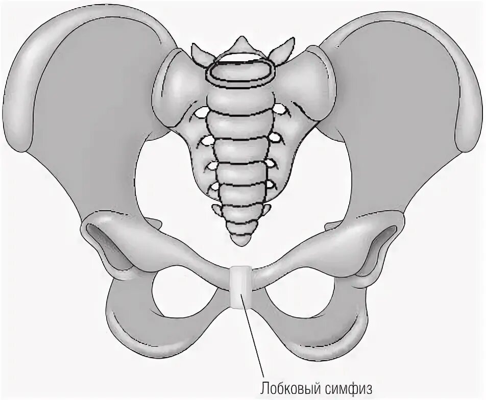 Лобковые кости соединение. Таз анатомия лонное сочленение. Лонный симфиз анатомия. Лобковые кости симфизит.