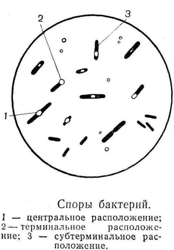 Что значит обнаружены споры