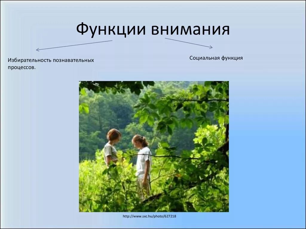 Функции внимания. Функция избирательности внимания. Функции внимания в психологии. Избирательность внимания это в психологии.