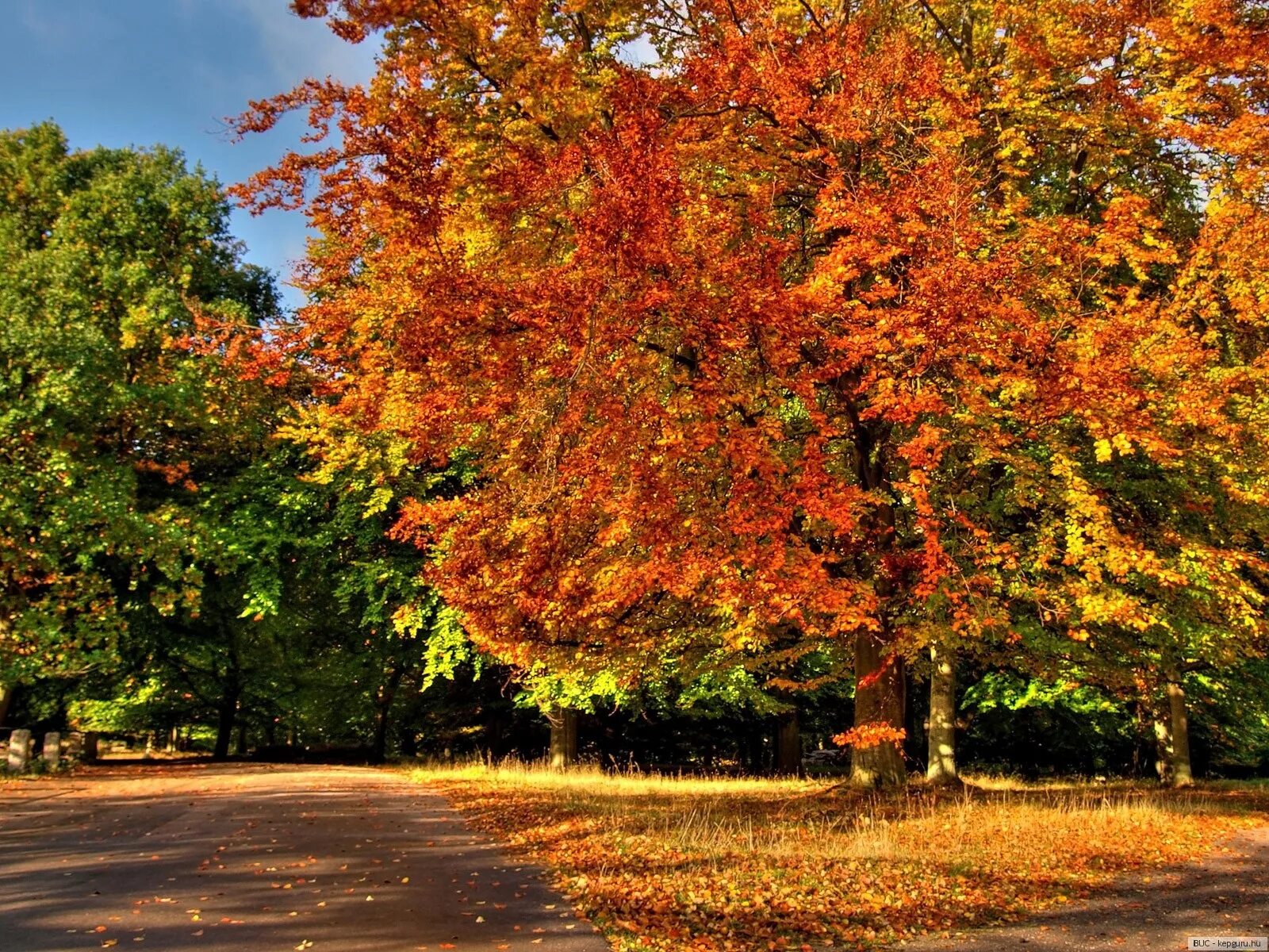 Времена года 5 октября. Осеннее дерево. Осень сентябрь. Времена года осень. Деревья в октябре.
