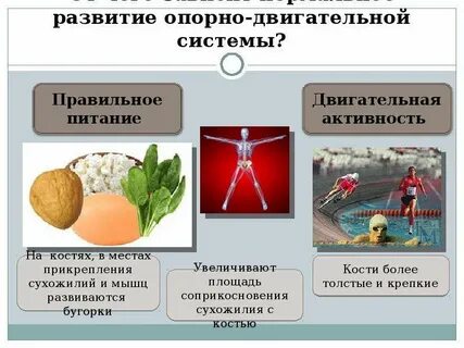 Эволюция опорно двигательной системы
