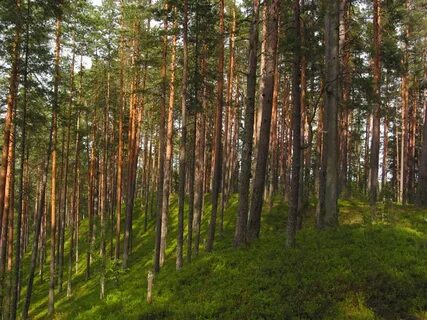 Какие леса в удмуртии