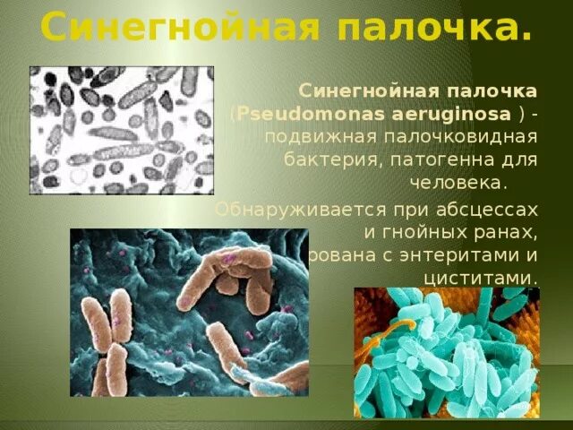 Патогенные бактерии обитают