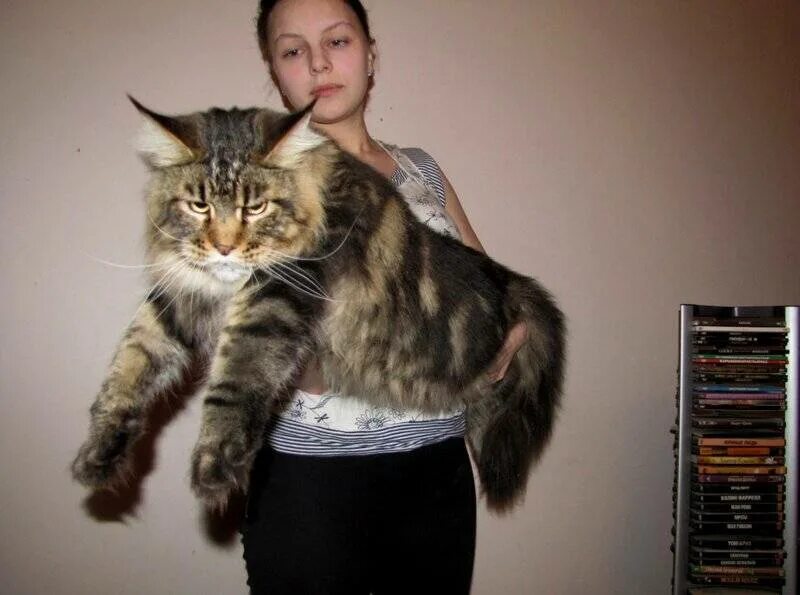 10 кг мейн куна. Мейн кун 10. Мейн кун 12 кг. Мейн-кун. Вес взрослого мейн куна.