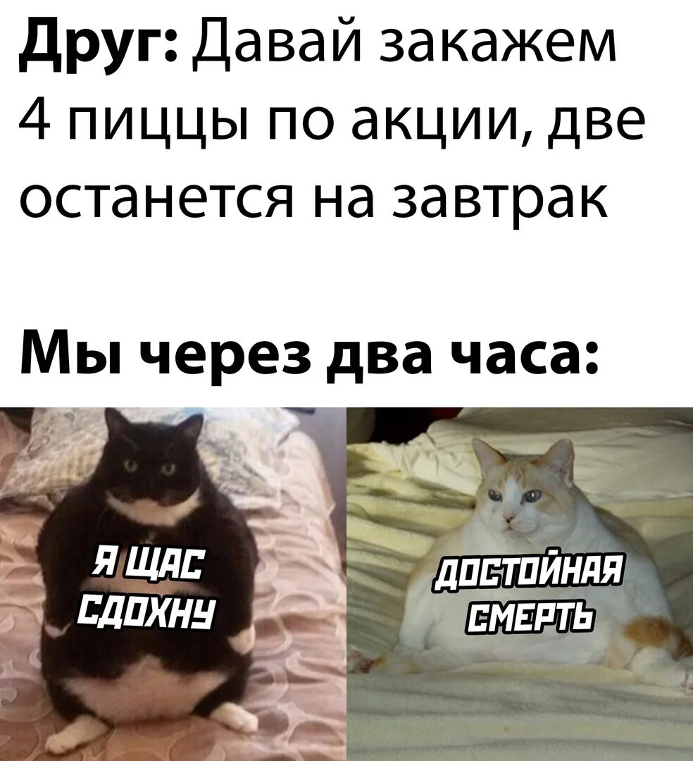 Умирающий кот мем. Мемы сегодняшние. мемы на сегодняшний день. популярные мемы на сегодняшний день. достойная смерть мем кот.