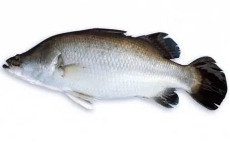 Barramundi: Info, Tips & Where To Catch - MadMackie