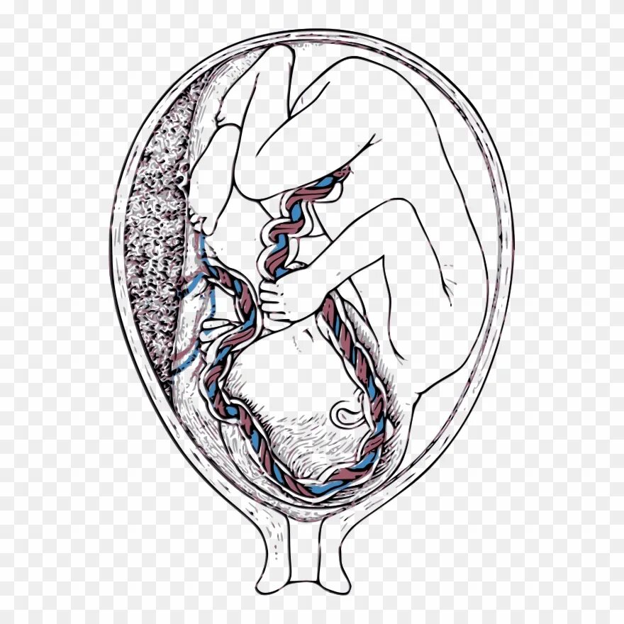 Пупочная Вена и плацента. Эмбрион плацента пуповина. Плацента и плодный пузырь схема.