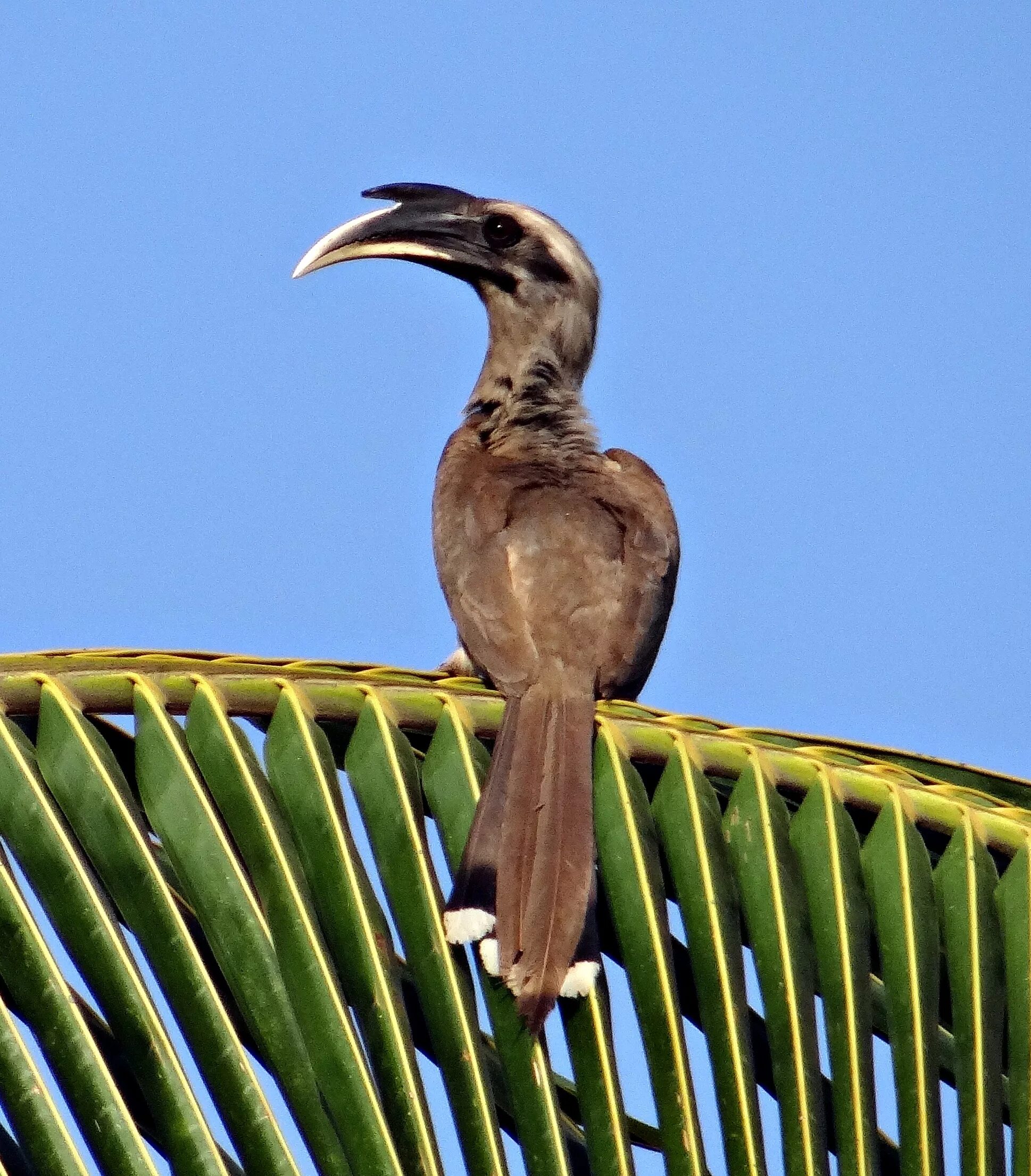 Птица мужского рода. Ocyceros birostris. Калао. Калао птица. Индийская птица-носорог.