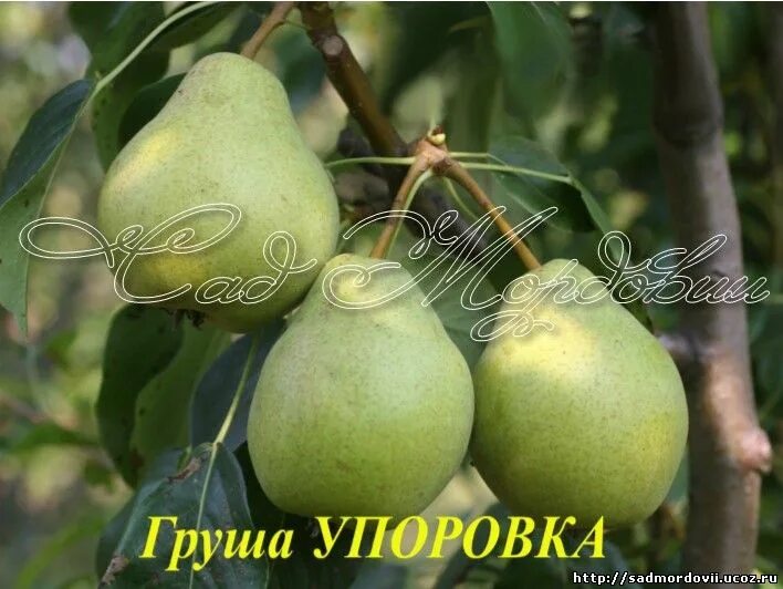 Нужен ли груше опылитель