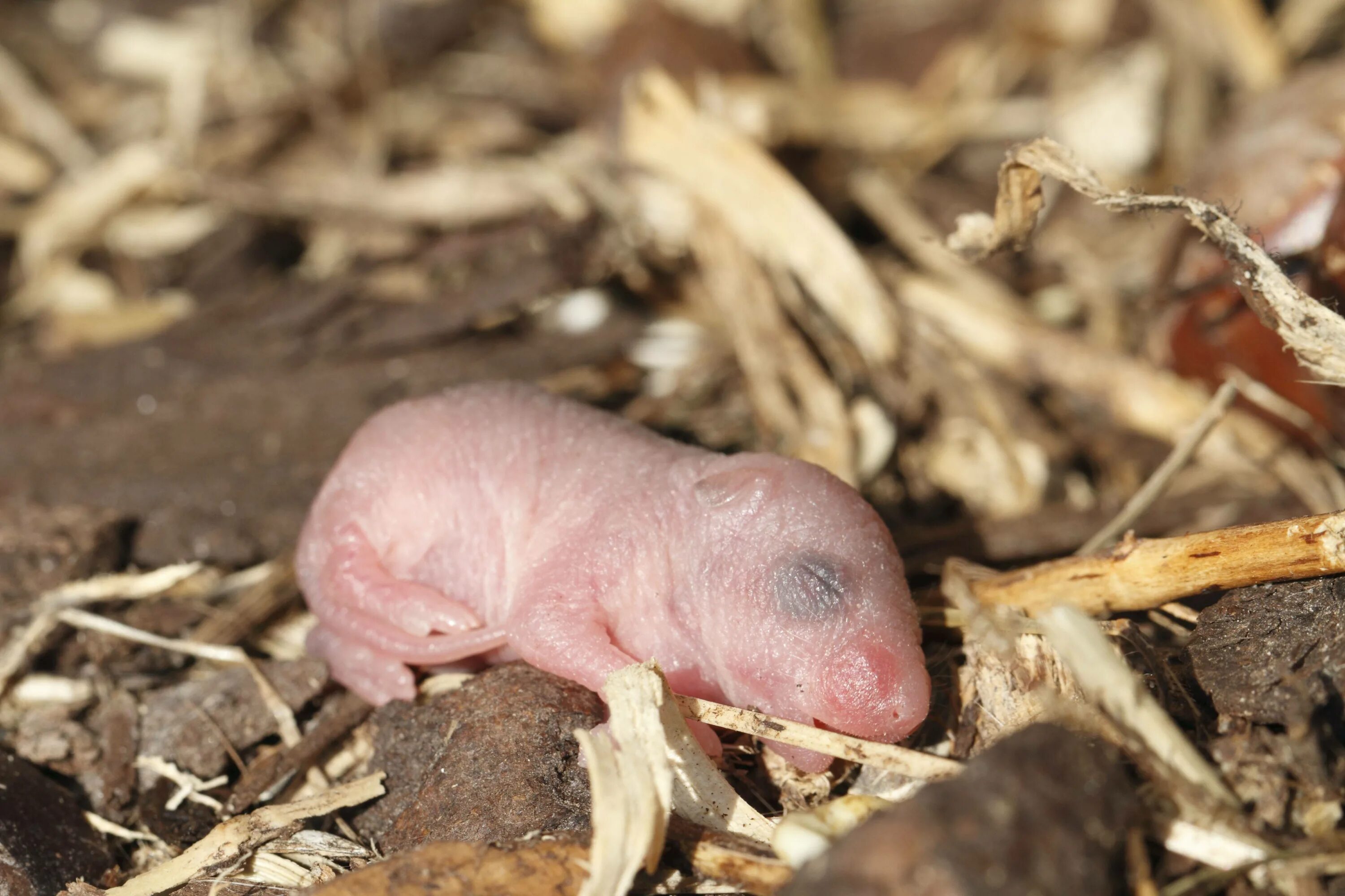 новорожденный кенгуренок. кенгуру с детенышем. размер новорожденного кенгуру. кенгуру детеныш кенгуру. детёныш кенгуру новорожденный.