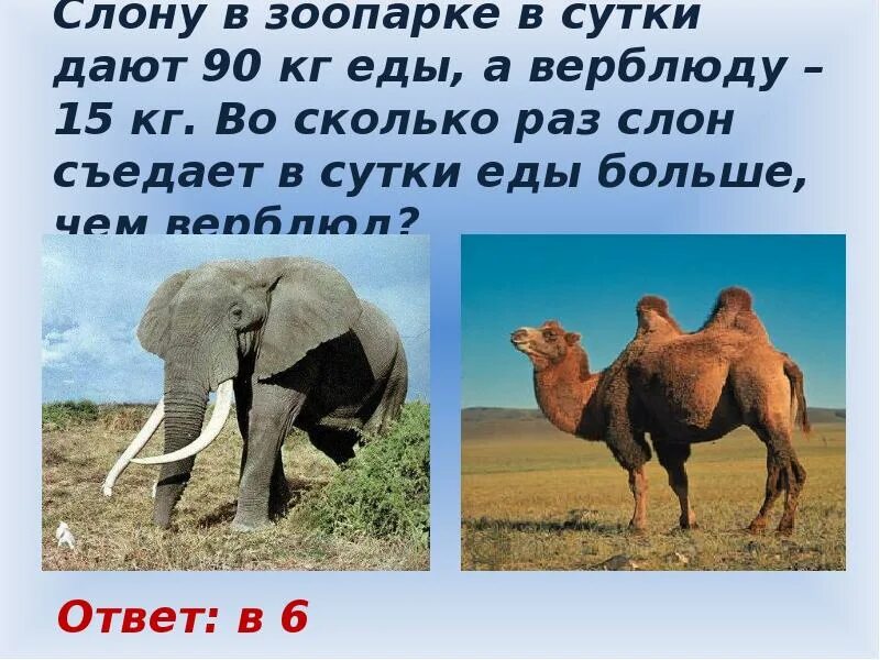 Сколько есть слон в день. Вес африканского слона взрослого. Сколько есть слон в день. Вес африканского слона. Слон съедает в день.