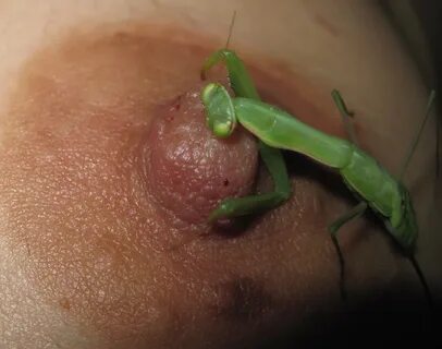Women and Insects 