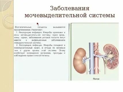 Проверочная работа выделительная система