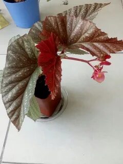 Коралловой бегонии