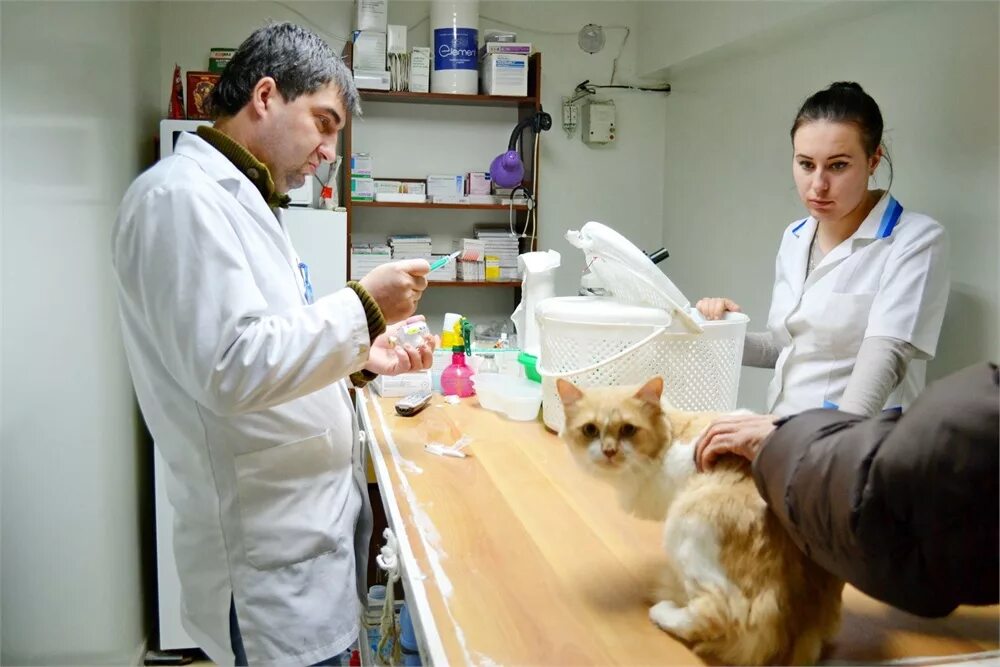 частная ветеринарная клиника. ветеринар домашних животных. красивая девушка ветеринар. ветеринар женщина. девушка ветеринар.