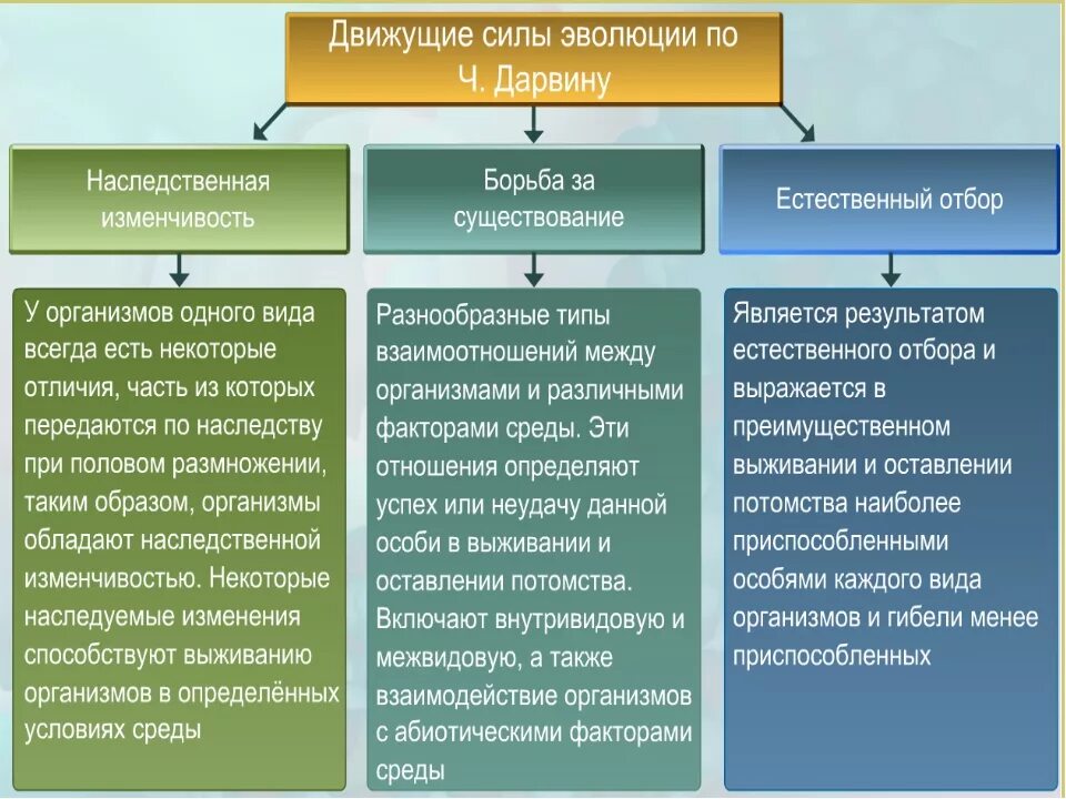 Каким образом взаимосвязаны. Основные положения учения Дарвина. Основные положения эволюционного учения. Основные положения теории эволюции Дарвина. Основные положения эволюционной теории.
